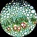 AmScope M158C-E1 40X-1000X Biology Science Metal Glass Student Microscope with a 1.3MP USB Digital Imager Size: 1.3 MP USB digital camera