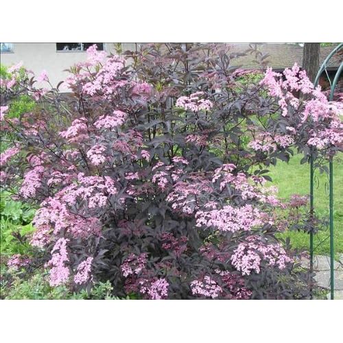 Sambucus Nigra GUINCHO PURPLE ELDERBERRY TREE 5 GALLON