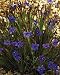 BLUE-EYED GRASS 50 SEEDS