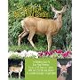 Creating A Deer Proof Garden