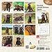 Chocolate Lab Puppies 2016 Calendar