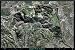 Griffith Park, California from space satellite map/print poster: 36"x24' glossy