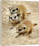 Box Canvas Print of Baby Meerkats at London Zoo from PA Photos