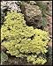 Photographic Prints of Alyssum Saxatile Citrinum from Mary Evans