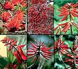 61AtNM5rGSL. SL160  Naked Coral Tree 10 Seeds   Erythrina  Outdoors/Bonsai