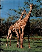 Animals Two Giraffes kissing Safari Art Print POSTER NR - 16" x 20"