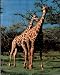 Animals Two Giraffes Kissing Safari Art Poster Print - 16" X 20"