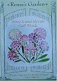 Alyssum Honey-Scented Gulf Winds Seeds