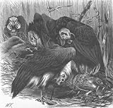 61B tl3FkIL. SL160  INDIA:Puducherry vultures gorging,antique print,1895