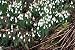 100 Snowdrops in the green, just lifted from Native Cultivated stocks