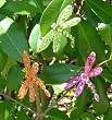 Jeweled Party Suncatcher DragonFLIES Clip-ons(3 colors)