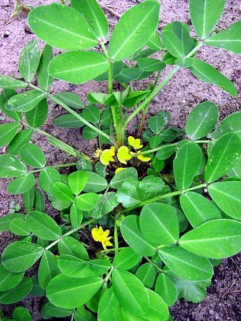 Virginia Jumbo Peanut 20 Seeds - The best name in peanut eating. Easy and fun to grow inside or outside. Packed by Seeds and Things