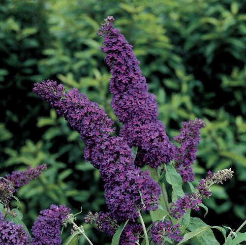 'Black Knight' Butterfly Bush - Buddleia - Oldtimer/Hardy - 4 'Black Knight' Butterfly Bush - Buddleia - Oldtimer/Hardy - 4