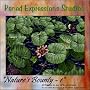 Stained Glass Pattern Collection - "Nature's Bounty 1"