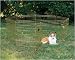 Pet Supplies : Gold Zinc Exercise Pen with Door - 24 in. x 30 in.