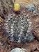Close-Up of a Goat's Horns Cactus Plant (Astrophytum Capricorne) Photographic Poster Print by C. Dani, 30x40