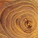 Arboreal Rings II by Laurent Pinsard - Fine Art Print / Poster - 19.75 x 19.75
