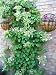 50 CLIMBING HYDRANGEA Anomala Petiolaris Vine Flower Seeds 50 CLIMBING HYDRANGEA Anomala Petiolaris Vine Flower Seeds