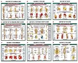 Joint Anatomy Series Charts