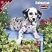 2009 Dalmatian Puppies Wall Calendar