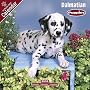 2009 Dalmatian Puppies Wall Calendar