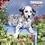 2009 Dalmatian Puppies Wall Calendar