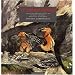 Le cercle rouge. Voyages naturalistes de Robert Hainard dans les Pyr�n�es