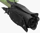 Fake Black Rose Halloween Decoration with Rain Drops 61B9ZRHTV3L. SL160 Fake Black Rose Halloween Decoration with Rain Drops