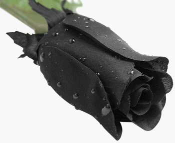 Fake Black Rose Halloween Decoration with Rain Drops