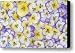 Violet Viola Sp Flowers In White Canvas Print / Canvas Art - Artist Jan Vermeer