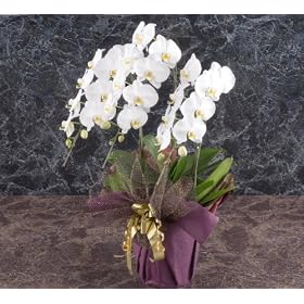 �Ӓ��� ���� 3�{���� ���ꂳ��̒a�����A �J�X�j���ɁA���������~�G�𒣂肽���Ƃ��ɂ��œK