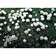 Pure White Mat Daisy Perennial Plant 10 Seeds -Raoulia
