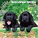 Black Labrador Retriever Puppies 2007 Wall Calendar