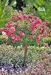 Pink Floral Carpet Rose Patio Tree Premium Topiary