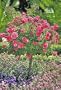 Pink Floral Carpet Rose Patio Tree Premium Topiary