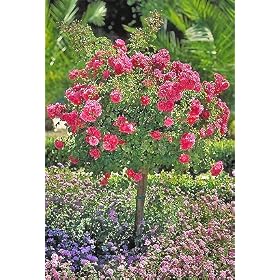 Pink Floral Carpet Rose Patio Tree Premium Topiary by 