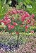 Pink Floral Carpet Rose Patio Tree Premium Topiary