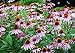 Purple Passion Coneflower - Echinacea purpurea - 100 Seeds