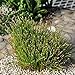 Eleocharis radicans, Toe Tickling Grass, Miniature Rush, 3