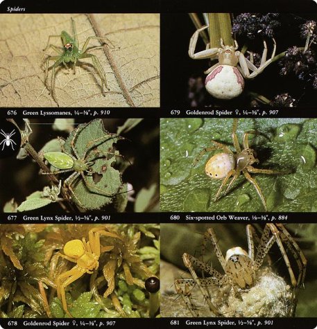 National Audubon Society Field Guide to North American Insects and Spiders (National Audubon Society Field Guides) under Outdoors & Nature in The Books Store