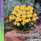 ★【庭・鉢植え向き】水仙・テタテート（テタテタ）・５球【人気の球根】【ミニチュアスイセン】