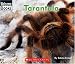 Tarantula