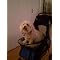 Pet Strollers & Joggers