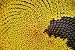 Sunflower Background - 24