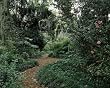 Luxurient Louisiana Garden - Enticing 16x20-inch Photographic Print by Carol M. Highsmith
