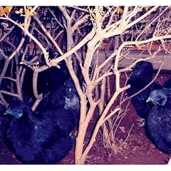 Animal Magnetism