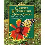 garden butterflies of north america a gallery of garden butterflies  how to attract them