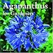 Book Agapanthus for Gardeners