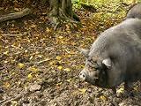H�ngebauchschwein Mauspad (309)