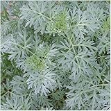 Package of 1,000 Seeds, Wormwood Herb (Artemisia absinthium) Non-GMO Seeds by Seed Needs